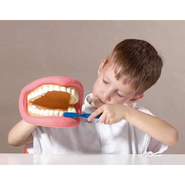 Demonstracijski set divovskih zuba, 15 x 18.5 x 14 cm - Slika 2